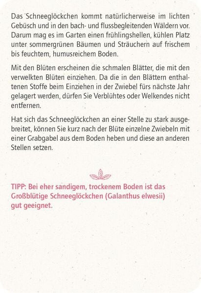 Produktbild: Blatt & Bl&uuml;te Wintergl&uuml;ck