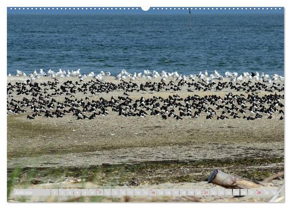 Produktbild: Amrum, die Perle in der Nordsee (hochwertiger Premium Wandkalender 2026 DIN A2 quer), Kunstdruck in Hochglanz