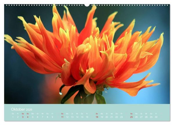 Produktbild: Dahlien (Wandkalender 2026 DIN A2 quer), CALVENDO Monatskalender