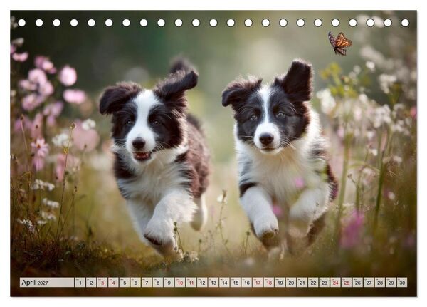 Produktbild: Border Collie - Magische Augenblicke (Tischkalender 2027 DIN A5 quer), CALVENDO Monatskalender