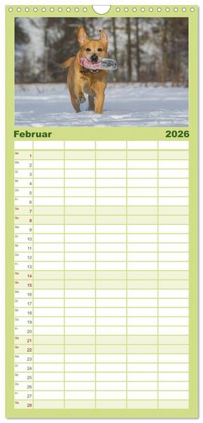 Produktbild: Familienplaner 2026 - Labrador Retriever 2026 mit 5 Spalten (Wandkalender, 21 x 45 cm) CALVENDO