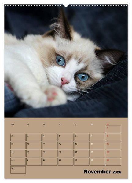 Produktbild: Ragdolls zum Verlieben (Wandkalender 2026 DIN A2 hoch), CALVENDO Monatskalender
