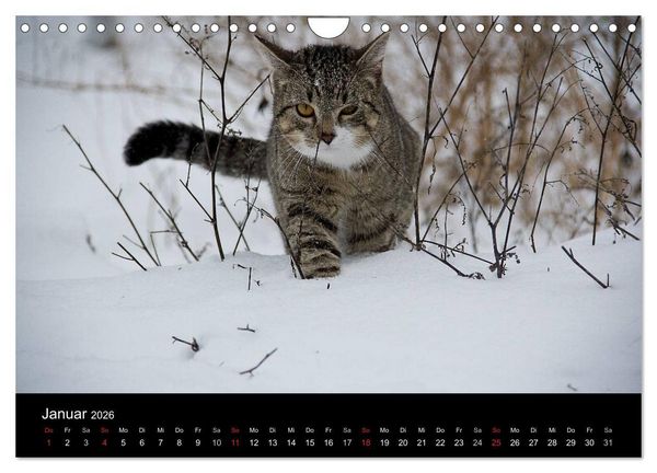 Produktbild: Haustiger - Ein Katzenkalender (Wandkalender 2026 DIN A4 quer), CALVENDO Monatskalender