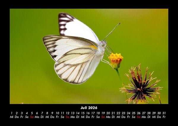 Produktbild: Welt der Tiere 2026 Fotokalender DIN A3