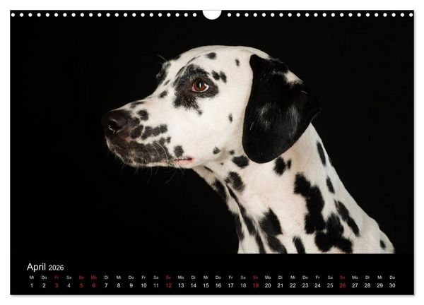 Produktbild: Dogs (Wandkalender 2026 DIN A3 quer), CALVENDO Monatskalender