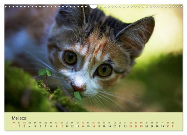Produktbild: Junge Katzen im Wald (Wandkalender 2026 DIN A3 quer), CALVENDO Monatskalender