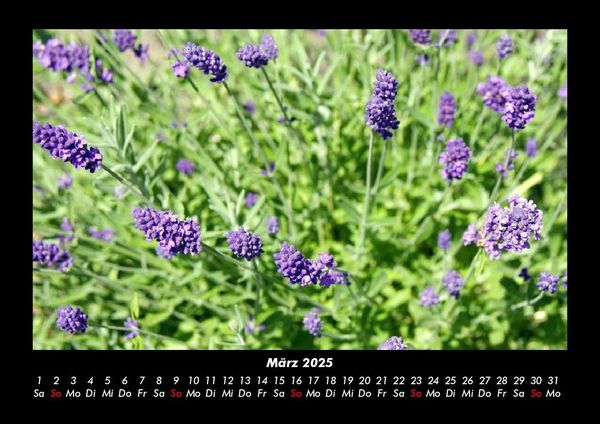 Produktbild: Blumentr&auml;ume 2025 Fotokalender DIN A3