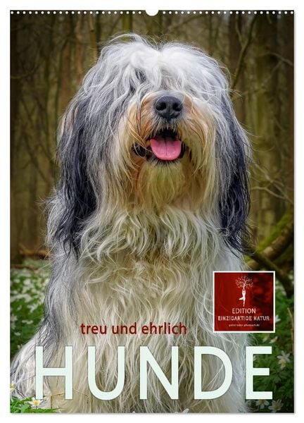 Produktbild: Hunde - treu und ehrlich (Wandkalender 2026 DIN A2 hoch), CALVENDO Monatskalender