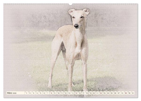 Produktbild: Whippet 2026 (Wandkalender 2026 DIN A2 quer), CALVENDO Monatskalender