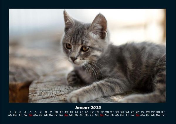 Produktbild: Welt der Tiere 2025 Fotokalender DIN A4
