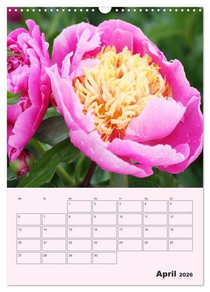 Produktbild: Pfingstrosen Rosen ohne Dornen (Wandkalender 2026 DIN A3 hoch), CALVENDO Monatskalender
