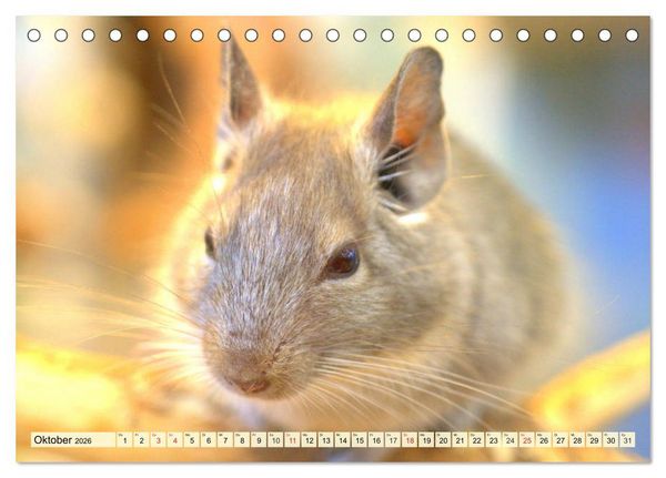 Produktbild: Nagetiere. Hamster, Kaninchen und Co. (Tischkalender 2026 DIN A5 quer), CALVENDO Monatskalender