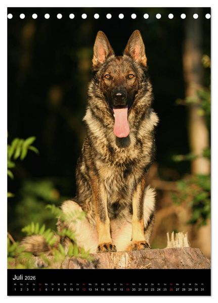 Produktbild: Deutscher Sch&auml;ferhund (Tischkalender 2026 DIN A5 hoch), CALVENDO Monatskalender