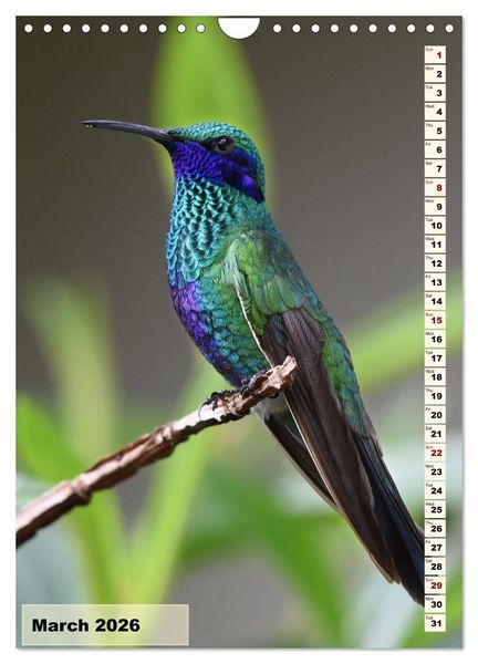 Produktbild: Colourful birds (Wall Calendar 2026 DIN A4 portrait), CALVENDO 12 Month Wall Calendar