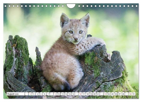 Produktbild: Tiermomente (Wandkalender 2026 DIN A4 quer), CALVENDO Monatskalender