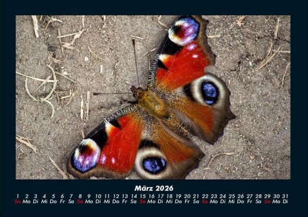 Produktbild: Bunte Pracht der Schmetterlinge 2026 Fotokalender DIN A4