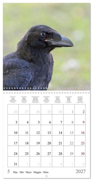 Produktbild: Crow Babies - Black, cute & always hungry (Wall Calendar 2027 12 &times; 12 Inch) CALVENDO 12 Month Wall Calendar