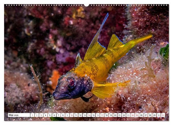 Produktbild: Tauchen im Mittelmeer (hochwertiger Premium Wandkalender 2026 DIN A2 quer), Kunstdruck in Hochglanz