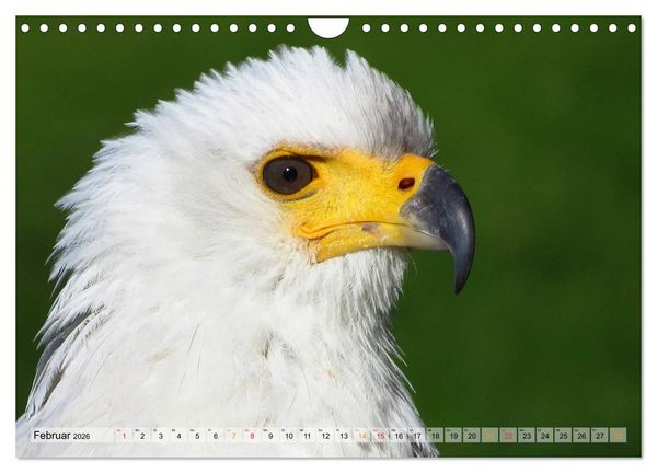 Produktbild: Majest&auml;tische Greifv&ouml;gel (Wandkalender 2026 DIN A4 quer), CALVENDO Monatskalender