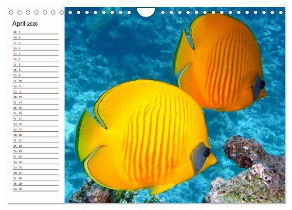 Produktbild: Paradiese. Karibik und S&uuml;dsee &uuml;ber und unter Wasser (Wandkalender 2026 DIN A4 quer), CALVENDO Monatskalender