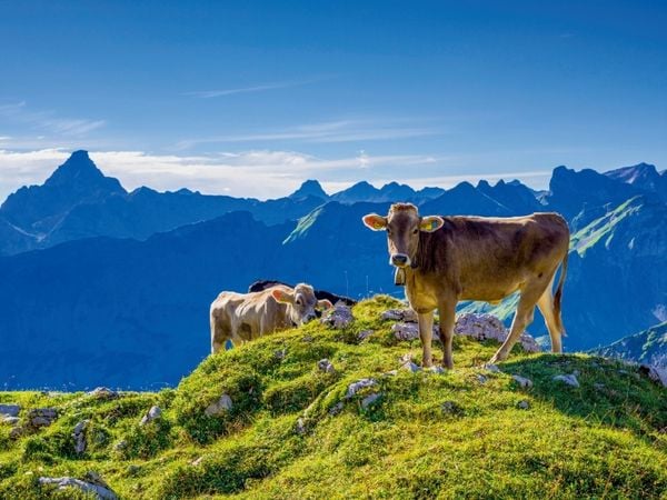 Produktbild: CALVENDO Puzzle Allg&auml;uer Braunvieh | 1000 Teile Lege-Gr&ouml;&szlig;e 64x48cm Foto-Puzzle f&uuml;r gl&uuml;ckliche Stunden