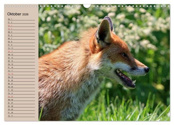 Produktbild: Der Fuchs. Bezaubernder Geselle (Wandkalender 2026 DIN A3 quer), CALVENDO Monatskalender