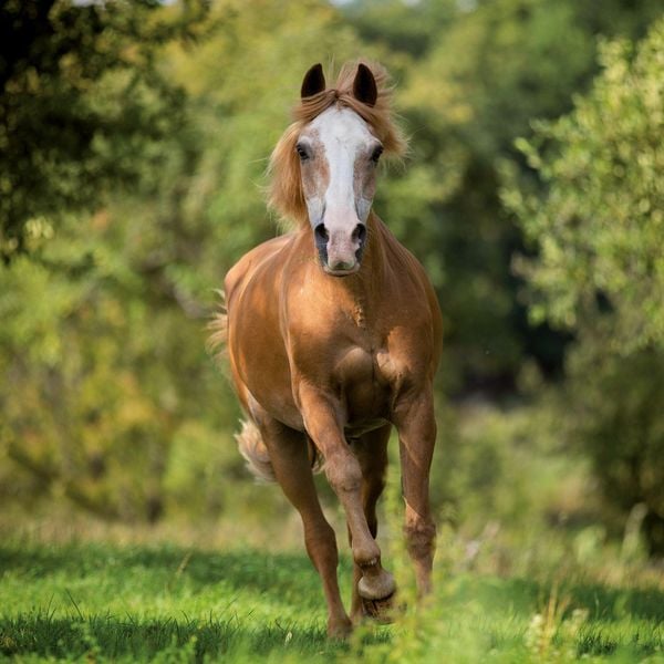 Produktbild: Pferde / Horses 2027