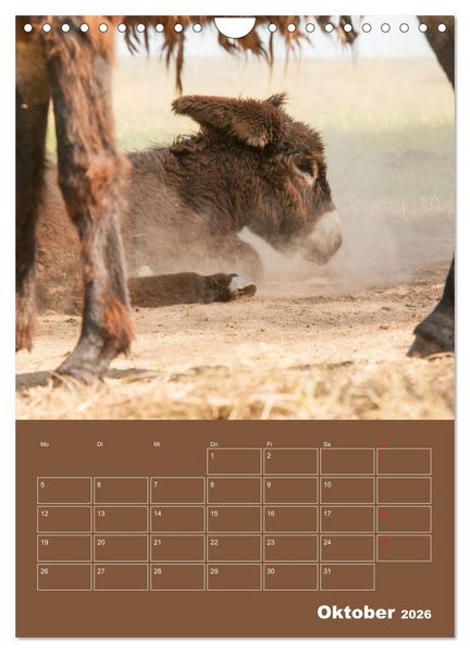 Produktbild: Entz&uuml;ckende Esel - Charmant und liebenswert (Wandkalender 2026 DIN A4 hoch), CALVENDO Monatskalender