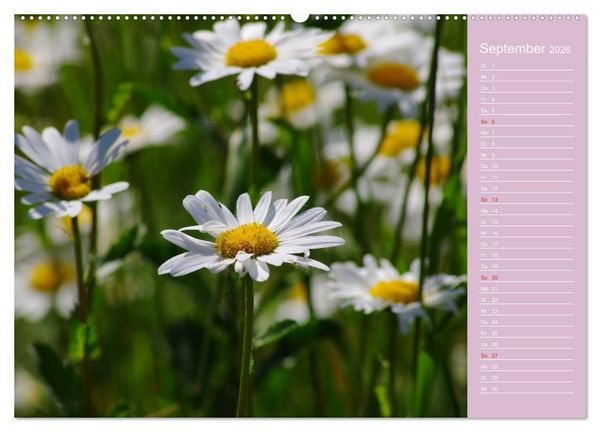 Produktbild: Blumenfreude (hochwertiger Premium Wandkalender 2026 DIN A2 quer), Kunstdruck in Hochglanz