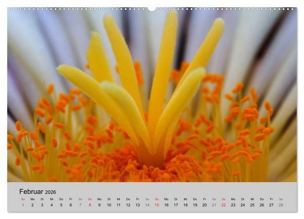 Produktbild: Bl&uuml;tensymphonie - Kakteen und Sukkulenten (hochwertiger Premium Wandkalender 2026 DIN A2 quer), Kunstdruck in Hochglanz