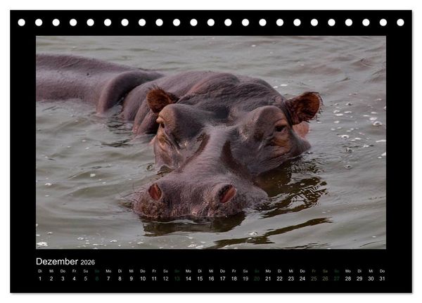 Produktbild: Wilde Tiere Afrikas (Tischkalender 2026 DIN A5 quer), CALVENDO Monatskalender