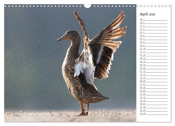 Produktbild: Emotionale Momente: Die Stockente. (Wandkalender 2026 DIN A3 quer), CALVENDO Monatskalender