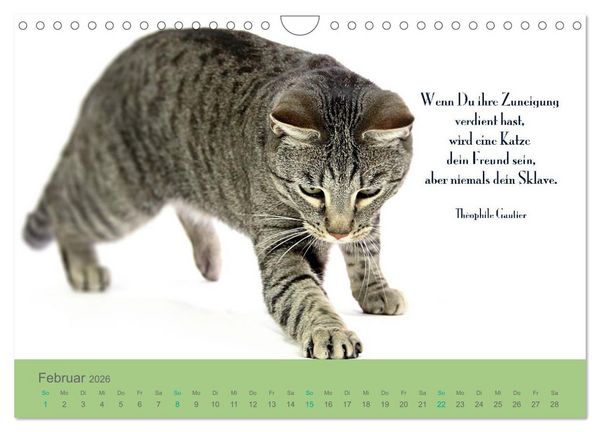 Produktbild: Katzenzitate 2026 (Wandkalender 2026 DIN A4 quer), CALVENDO Monatskalender