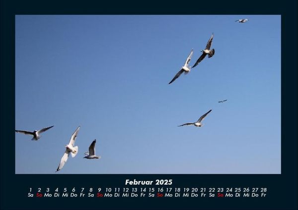 Produktbild: M&ouml;wen 2025 Fotokalender DIN A4