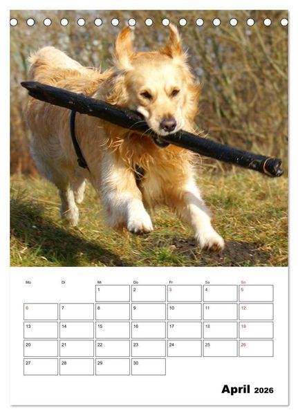 Produktbild: Gl&uuml;cklicher Golden Retriever (Tischkalender 2026 DIN A5 hoch), CALVENDO Monatskalender