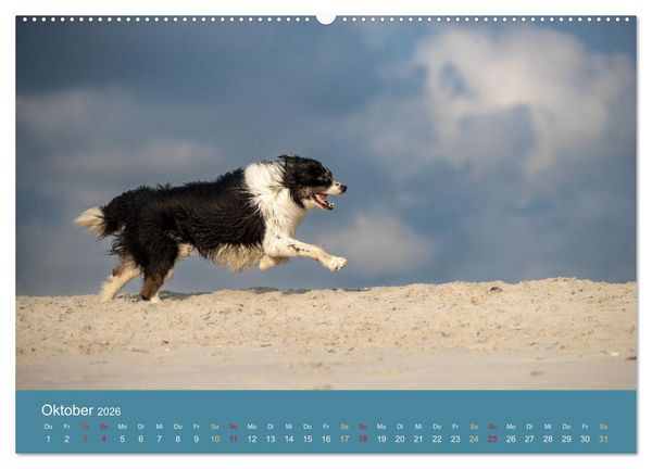 Produktbild: Mit Aussies unterwegs - Die bunte Welt der Australian Shepherds (hochwertiger Premium Wandkalender 2026 DIN A2 quer), Kunstdruck in Hochglanz