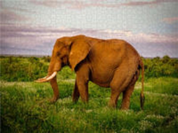 CALVENDO Puzzle Elefant in der Savanne | 1000 Teile Lege-Größe 64x48cm Foto-Puzzle für glückliche Stunden