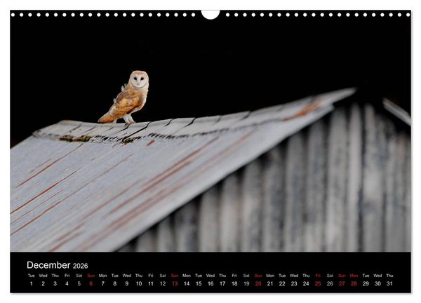 Produktbild: Scotland's Wildlife 2026 (Wall Calendar 2026 DIN A3 landscape), CALVENDO 12 Month Wall Calendar