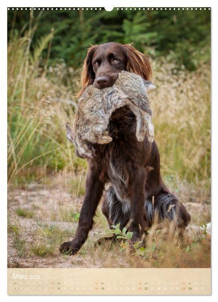 Produktbild: Deutsch Langhaar Butz - Jagdhund mit Passion und Herzblut (Wandkalender 2026 DIN A2 hoch), CALVENDO Monatskalender