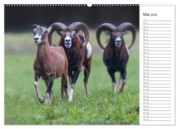 Produktbild: Emotionale Momente: Muffelwild. (hochwertiger Premium Wandkalender 2026 DIN A2 quer), Kunstdruck in Hochglanz
