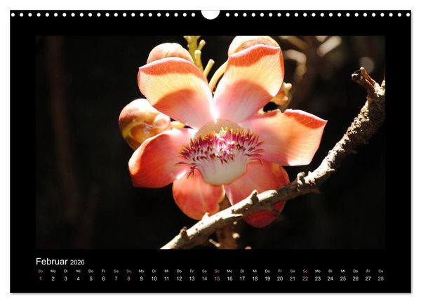 Produktbild: Aloha Bl&uuml;tenzauber aus Hawaii (Wandkalender 2026 DIN A3 quer), CALVENDO Monatskalender