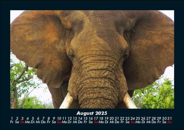 Produktbild: Der Tierkalender 2025 Fotokalender DIN A5