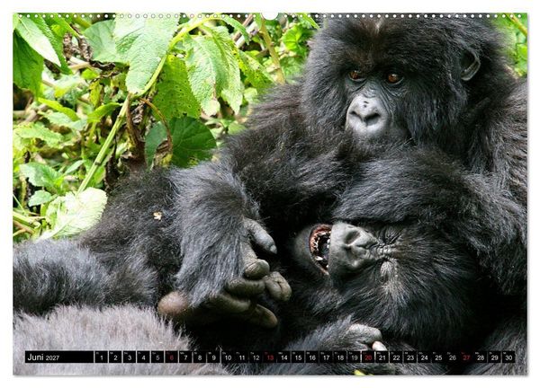 Produktbild: Berggorillas - die sanften Riesen (hochwertiger Premium Wandkalender 2027 DIN A2 quer), Kunstdruck in Hochglanz