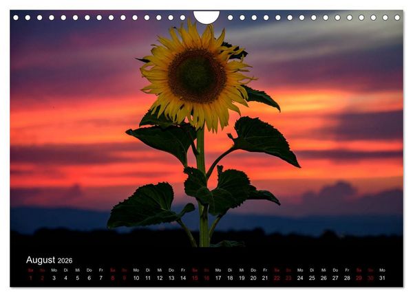 Produktbild: Blumen der Sonne (Wandkalender 2026 DIN A4 quer), CALVENDO Monatskalender