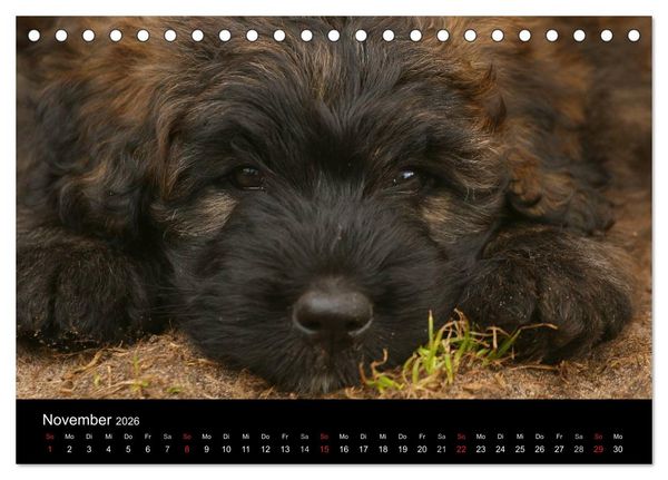 Produktbild: Bouvier des Flandres (Tischkalender 2026 DIN A5 quer), CALVENDO Monatskalender