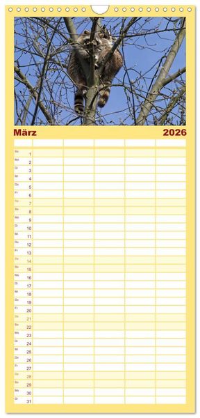 Produktbild: Familienplaner 2026 - Waschb&auml;ren mit 5 Spalten (Wandkalender, 21 x 45 cm) CALVENDO