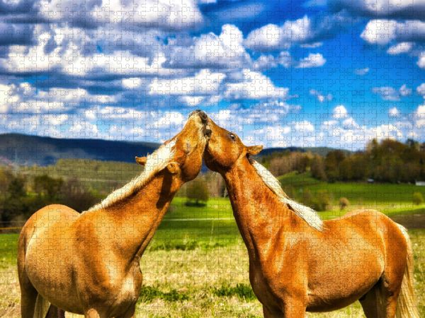 Produktbild: CALVENDO Puzzle Ein Motiv aus dem Kalender Haflinger im Th&uuml;ringer Wald | 1000 Teile Lege-Gr&ouml;&szlig;e 64x48cm Foto-Puzzle f&uuml;r gl&uuml;ckliche Stunden