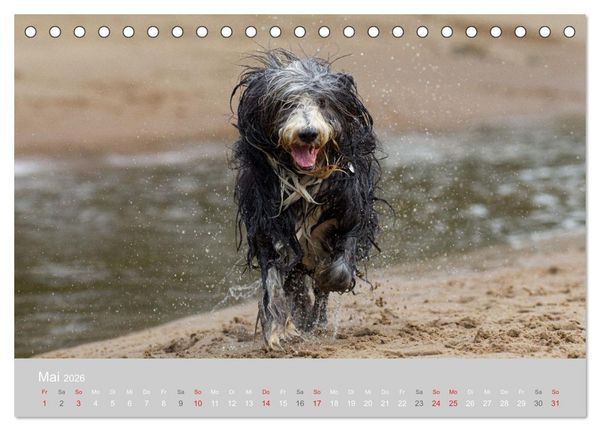 Produktbild: BEARDED COLLIES 2026 (Tischkalender 2026 DIN A5 quer), CALVENDO Monatskalender