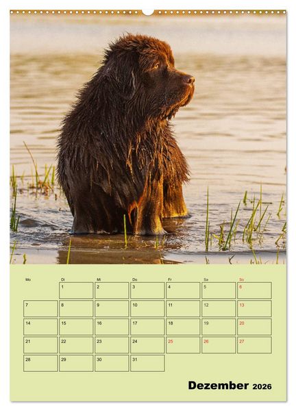 Produktbild: B&auml;rige Freunde - Familienplaner Brauner Neufundl&auml;nder (hochwertiger Premium Wandkalender 2026 DIN A2 hoch), Kunstdruck in Hochglanz