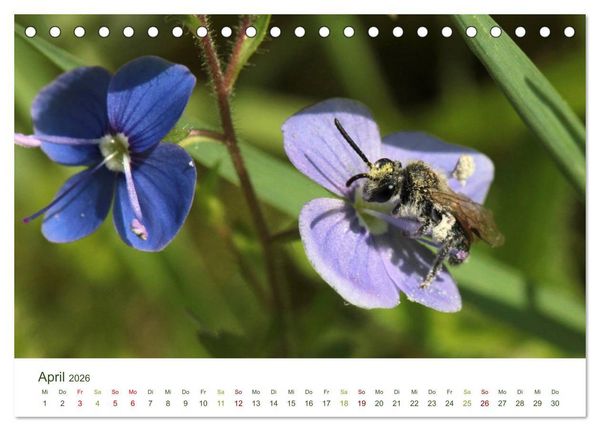 Produktbild: Wildbienen im Garten (Tischkalender 2026 DIN A5 quer), CALVENDO Monatskalender